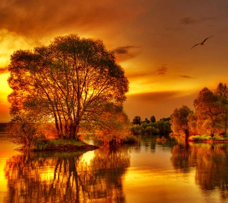 Golden Autumn, nature, tree, HD wallpaper