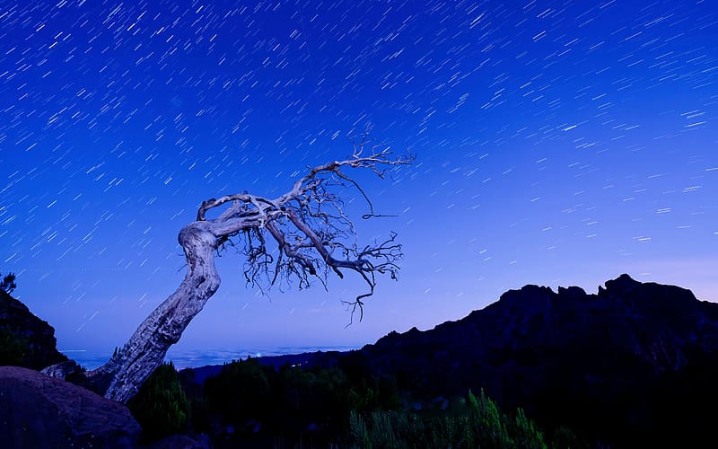 Portugal Night Trees Madeira mountains Star Trails, HD wallpaper