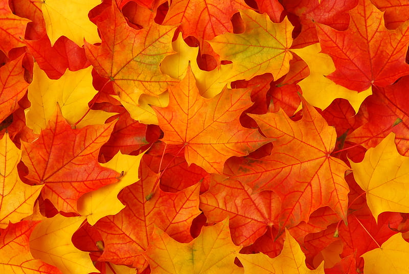 Autumn leaves, texture, autumn, orange, frunze, yellow, toamna, skin, leaf, HD wallpaper