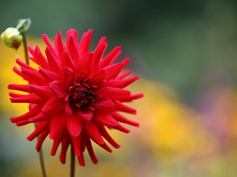 Red Dahlia with Bud, red, flowers, nature, dahlia, HD wallpaper