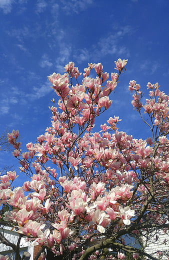 Cielo azul, azul, cielo, flores, flores, magnolias, rosado, rosado, Fondo  de pantalla de teléfono HD | Peakpx