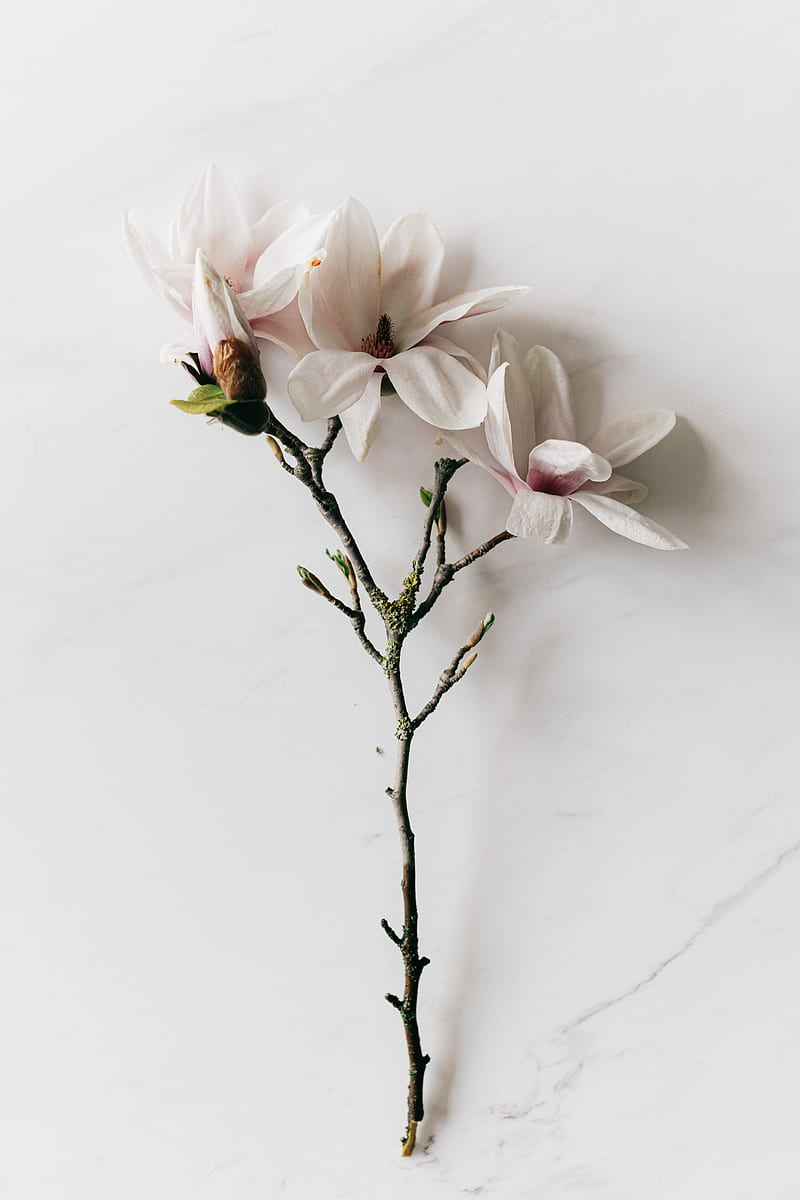 Flores blancas, caldo de flores blancas y flores chinas, Fondo de pantalla  de teléfono HD | Peakpx