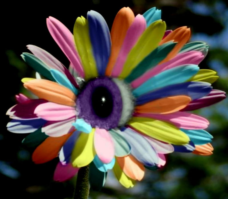 Rare Eye Flower, Rare, Colorful, Flower, Eye, HD wallpaper