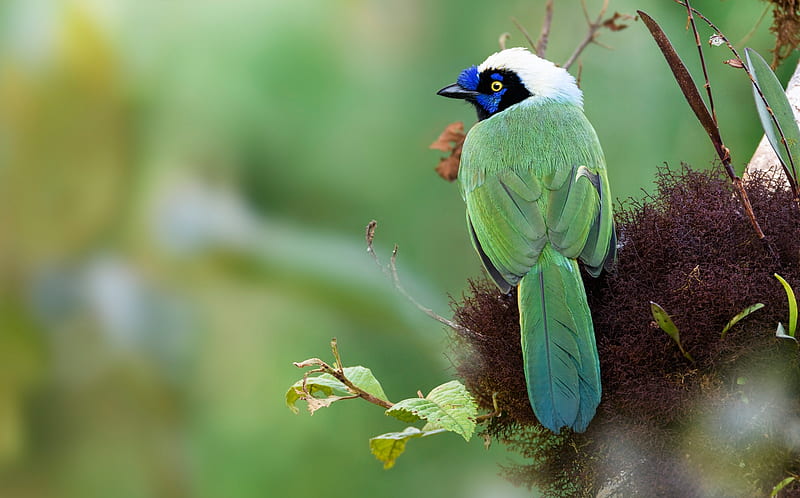 Peruvian Inca Jay, pasari, green, blue, bird, HD wallpaper