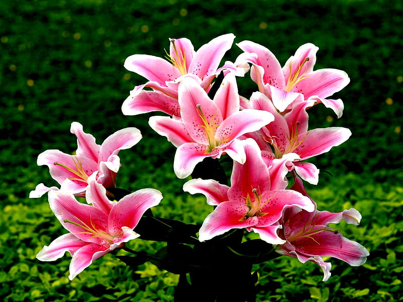 stargazer lilies, lilies, nature, stargazer, HD wallpaper
