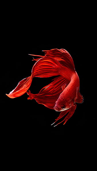 Fighter fish 8, black, red, white, HD phone wallpaper | Peakpx