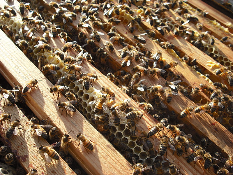 Honey bees covering there honey comb, honey bees, honey comb, super frames, wood, HD wallpaper