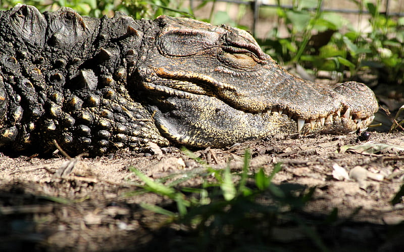 Orinoco crocodile, wildlife, predator, reptile, large sleeping crocodile Crocodylus intermedius, HD wallpaper