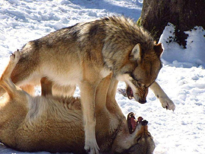 I Win, snow, wolves, animals, dogs, HD wallpaper