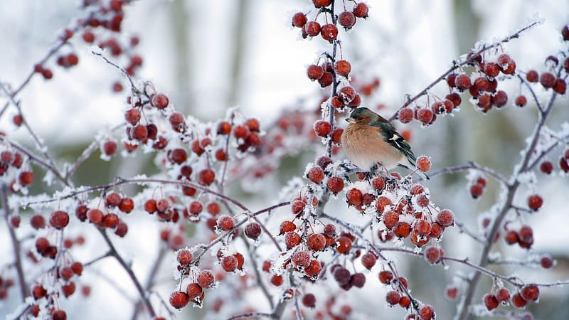 Male Chaffinch Perched Crab apple Tree Winter Bing, HD wallpaper