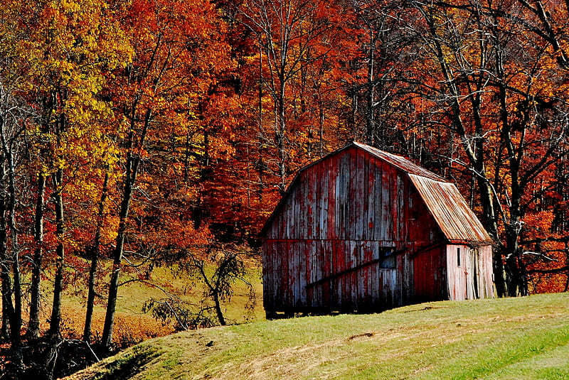 Fall beautiful background full (), Autumn Barn, HD wallpaper | Peakpx