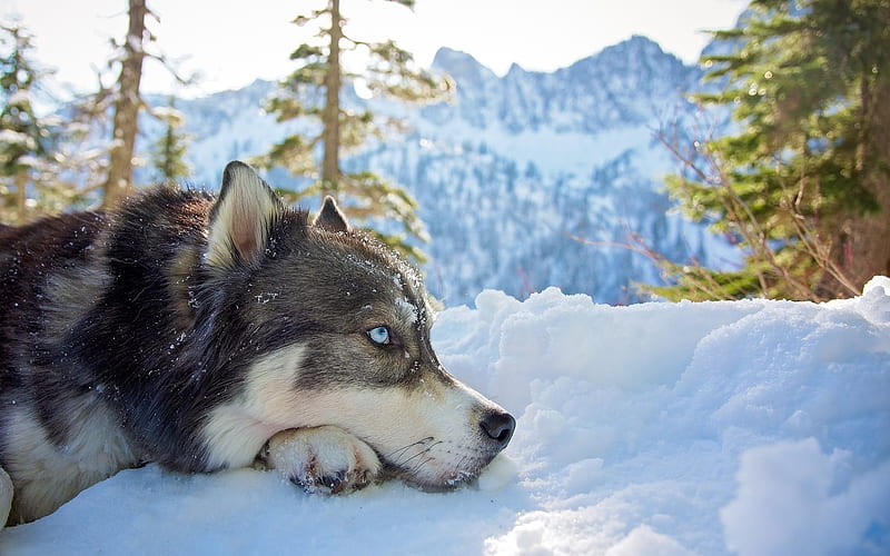 husky, snow, forest, big dog, blue eyes, cute animals, HD wallpaper