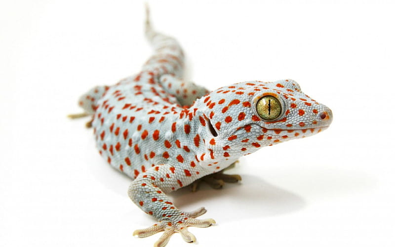 Tokay gecko, red, lizard, white, animal, reptile, HD wallpaper