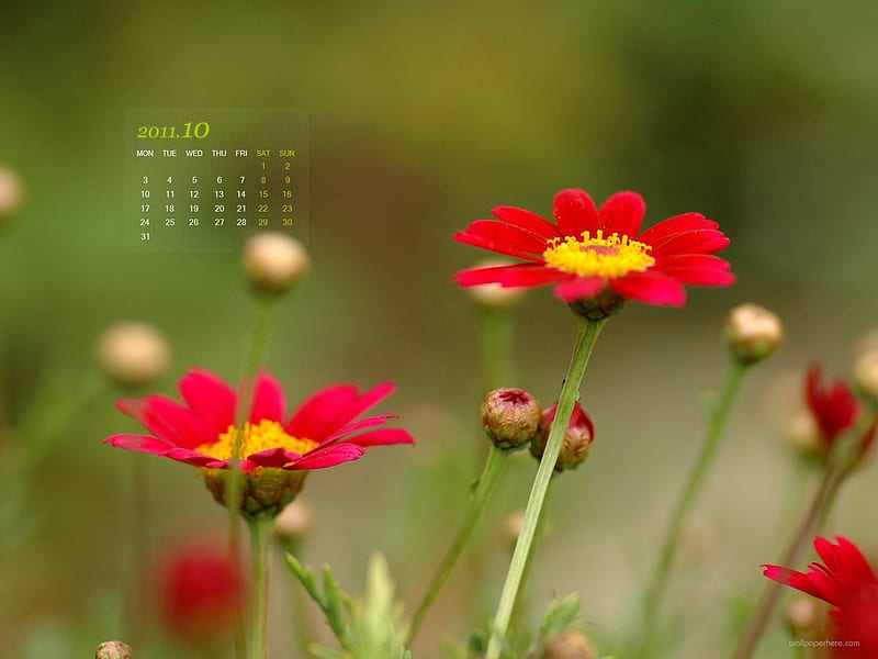 Red Flowers-October 2011 - calendar, HD wallpaper