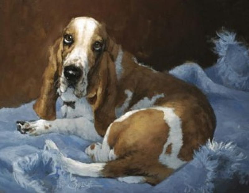BEAUTIFUL DOG, beagle, bonito, basset, dog, HD wallpaper