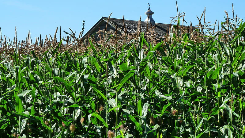 Barn Rooftop Over Corn, corn, tassels, roof, harvest, crop, country, sky, barn, farm, farmer, field, HD wallpaper