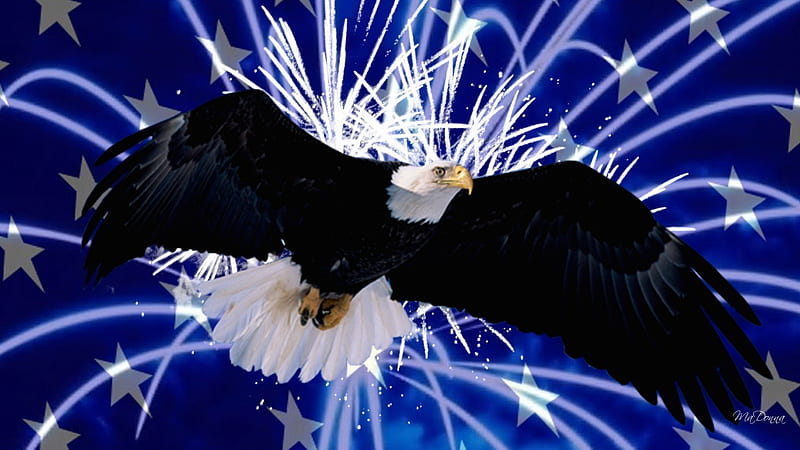 Exploding Stars, memorial day, american, united states, fireworks, america,  national bird, HD wallpaper | Peakpx
