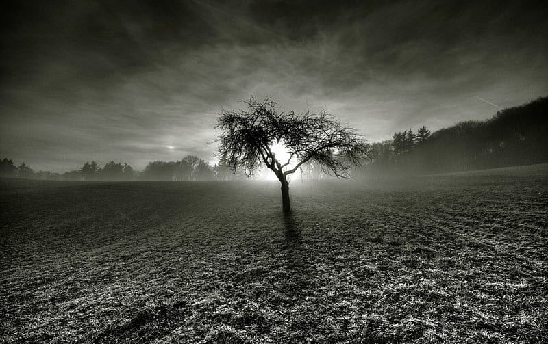 tree in the middle of fields at sunset, sunset, tree, fields, gray scale, HD wallpaper