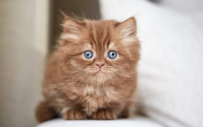 British fluffy kitten, brown little cat, chocolate kitten, funny animals, brown kitten with blue eyes, HD wallpaper
