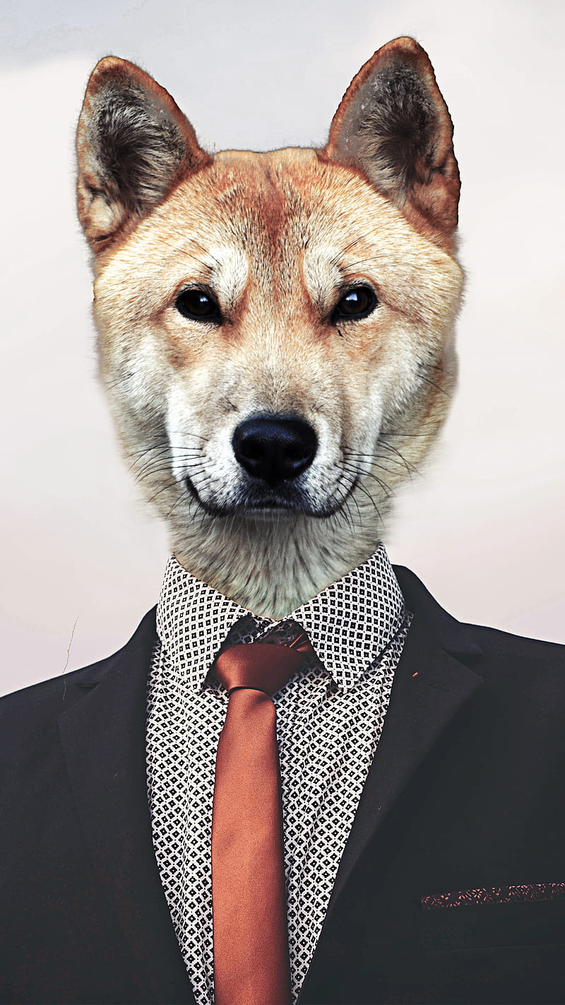 Corporate Dog, professional, corporate dog, cute, funny, HD phone wallpaper  | Peakpx