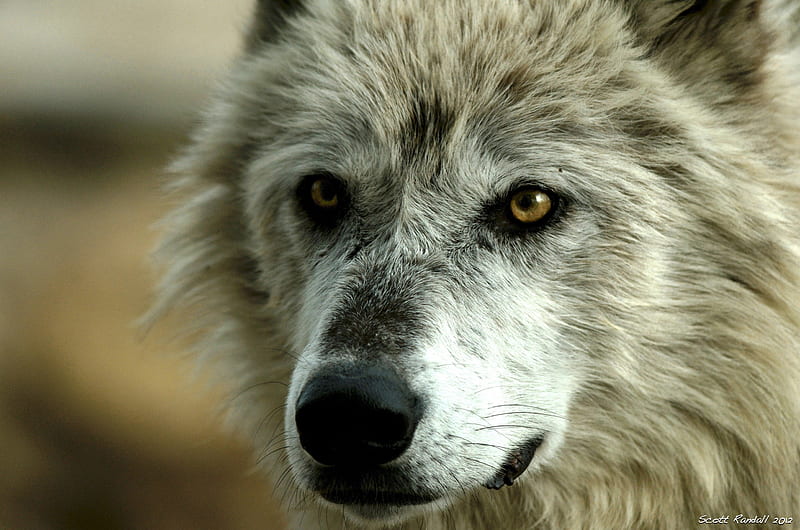 Yellow Eyes, stare, predator, tundra, view, face, wolf, white, HD ...