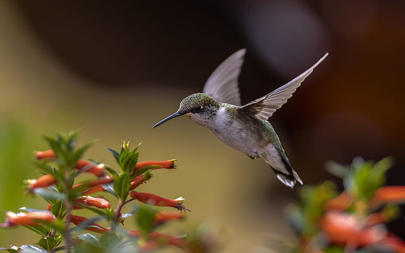 Ruby Throated Hummingbird, flight, hummingbird, flowers, bird, HD wallpaper
