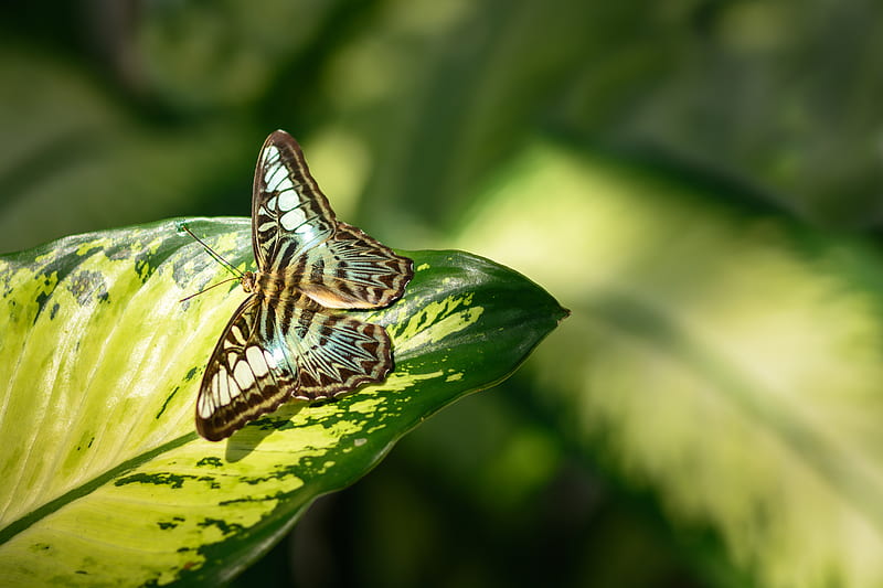 butterfly, insect, leaf, HD wallpaper