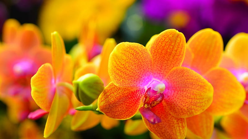 An Orchids, flowers, close up, buds, orchid, HD wallpaper