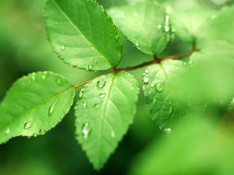 Rain Kissed Verdant Leaves, leaves, water, rain, green, HD wallpaper