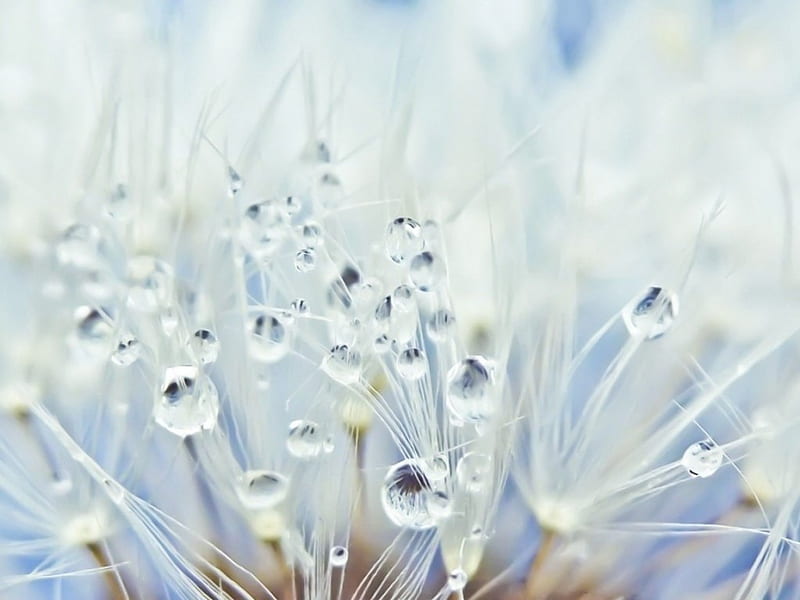 Early Morning Dew Drops, flowers, drops, morning, white, HD wallpaper