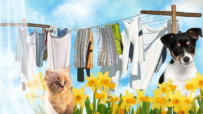 Fine Spring Day, kitty, daffodils, firefox persona, pupply, cat, sky, clouds, laundry, pup, kitten, clothes line, dog, HD wallpaper