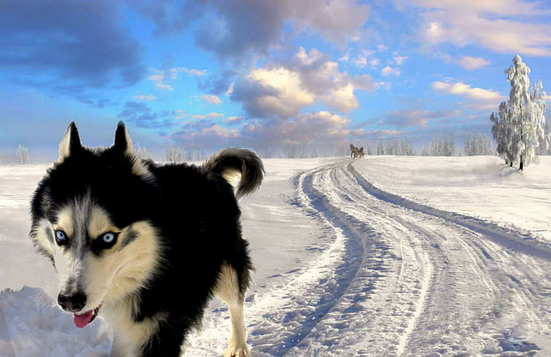 Front Runner, sleigh, trees, horse, clouds, winter, snow, path, blue eyes, dog, HD wallpaper