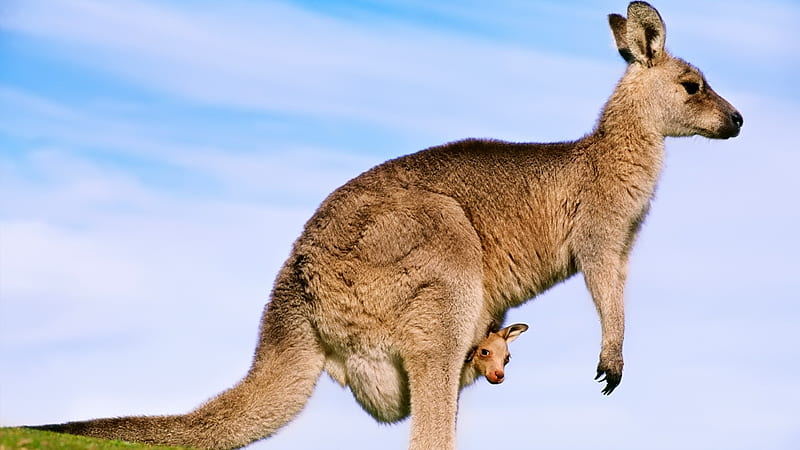 kangaroo baby-, HD wallpaper