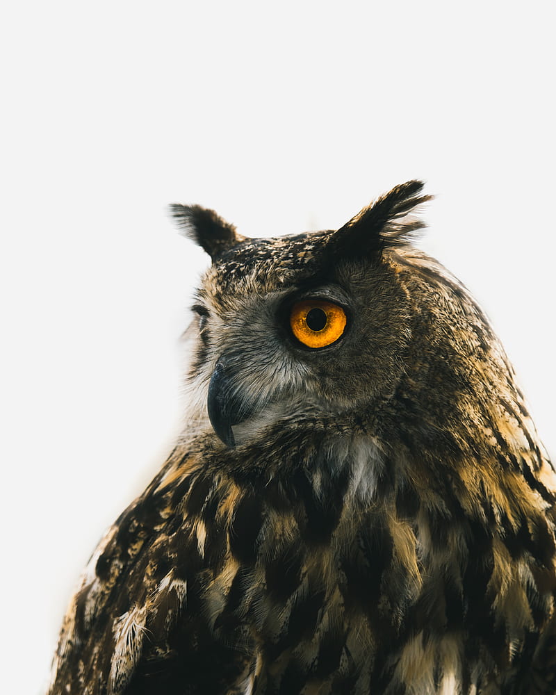 eagle owl, owl, predator, bird, beak, eyes, HD phone wallpaper