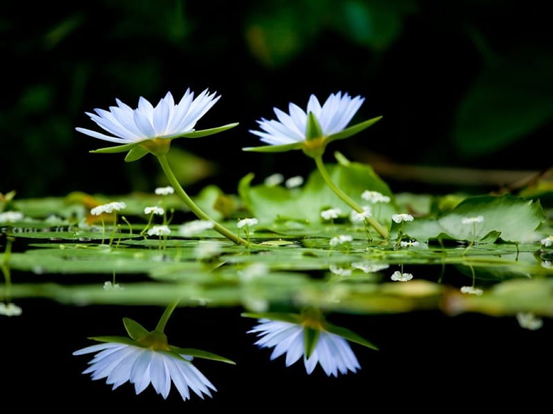 Water Lilies, water, lilies, reflection, white, lake, HD wallpaper