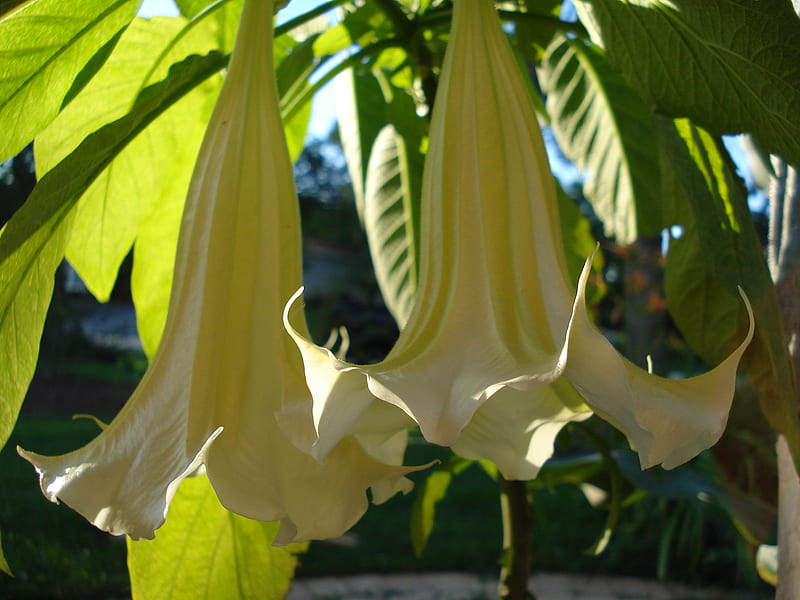 mid century datura Wallpaper | Spoonflower