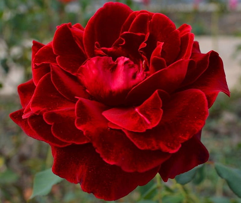 RED VELVETY ROSE, velvety, beauty, red, rose, HD wallpaper