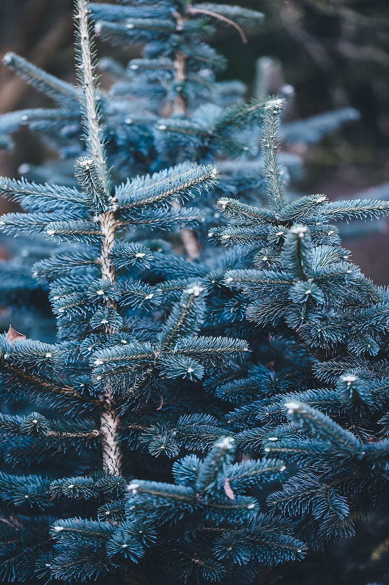 shallow focus graphy of blue pine tree, HD phone wallpaper