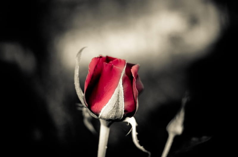 Don`t lose the Hope!, flower, red, flowers, rose, HD wallpaper | Peakpx
