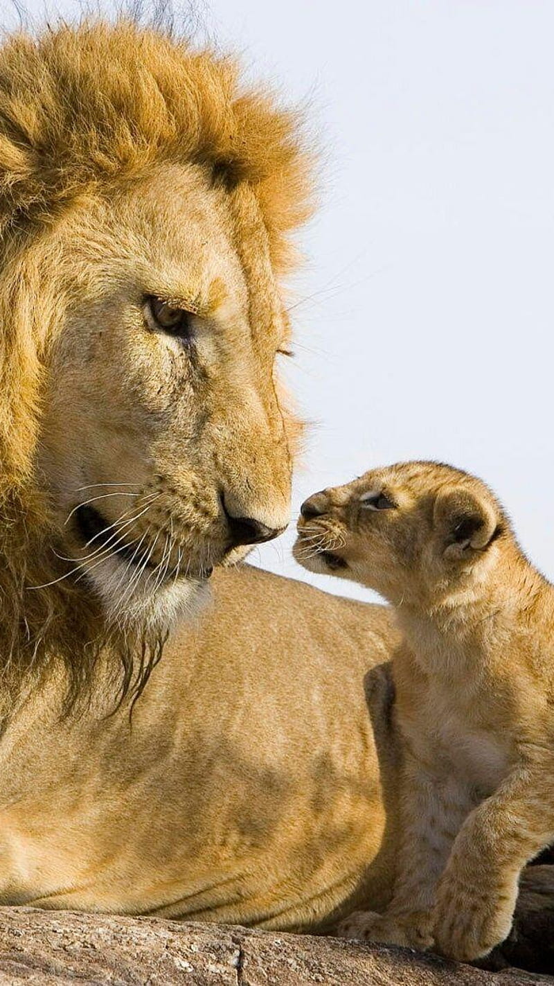 Lion and Cub , father, son, parenting, animals, wild, HD phone wallpaper