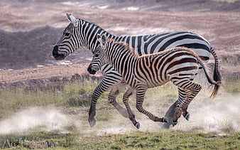 zebra running fast