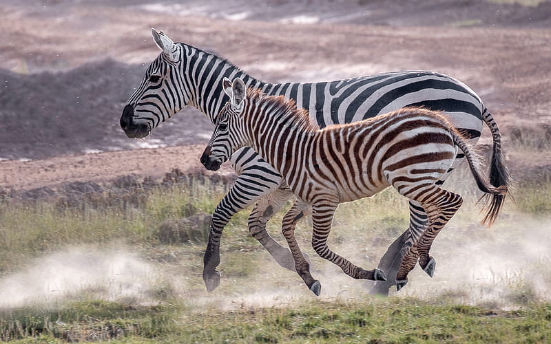 Zebras, wildlife, little zebra, wild animals, running zebras, Africa, HD  wallpaper | Peakpx