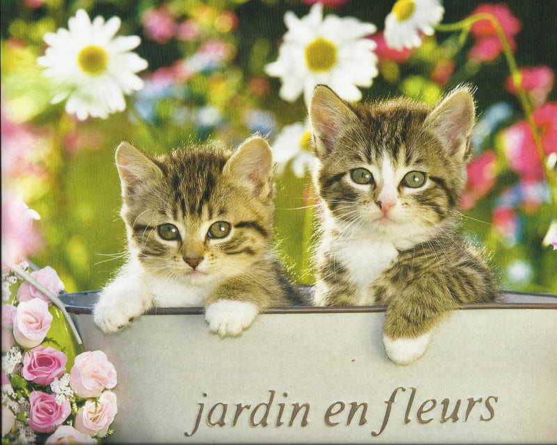 Kittens, cute, paws, flowers, cup, HD wallpaper | Peakpx