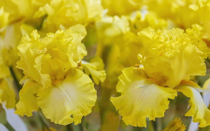 Irises, Yellow, Iris, Flowers, Petals, HD wallpaper