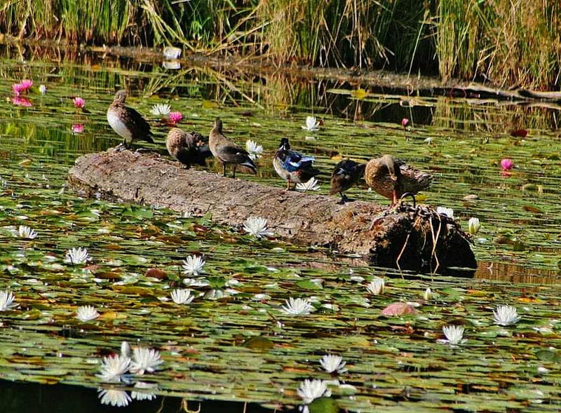 Ducks on Log - Blue Lake - Portland, OR, oregon, float, pacific northwest, ducks, lake, HD wallpaper