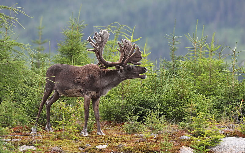 Forest, deer, wildlife, USA, deer horns, HD wallpaper
