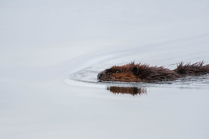beaver, water, swimming, wildlife, HD wallpaper