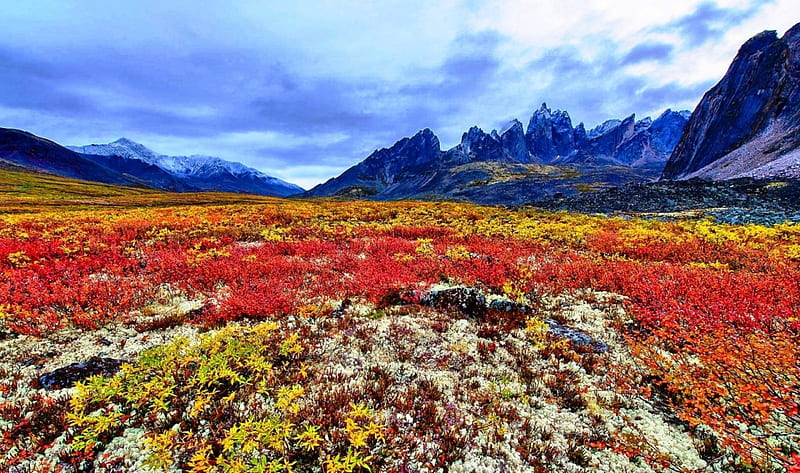 Fall Colors On The Tundra, Yukon, tundra, autumn, Canada, mountains, bonito, clouds, snowy peaks, HD wallpaper