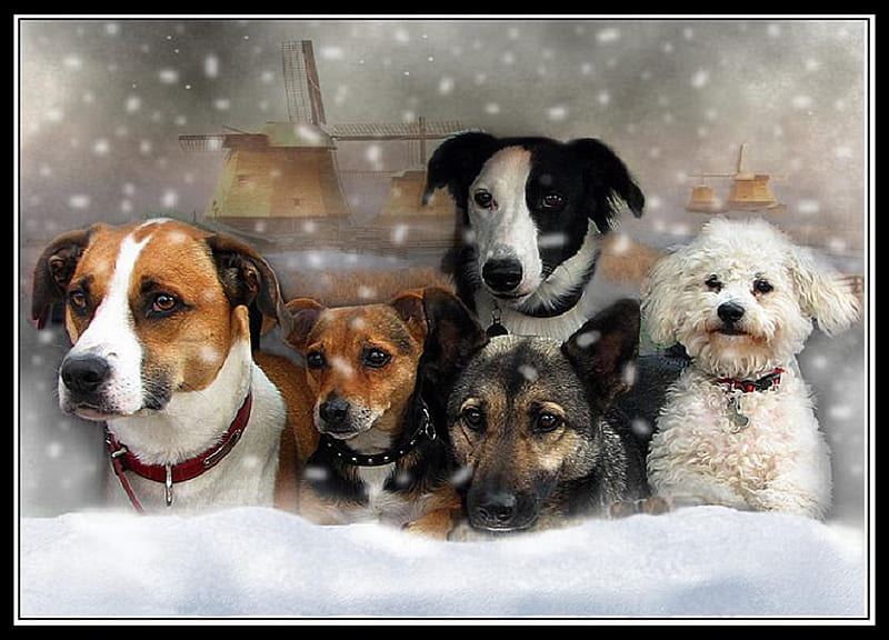 The pack, five, snow, flurries, dogs, pack, friends, HD wallpaper