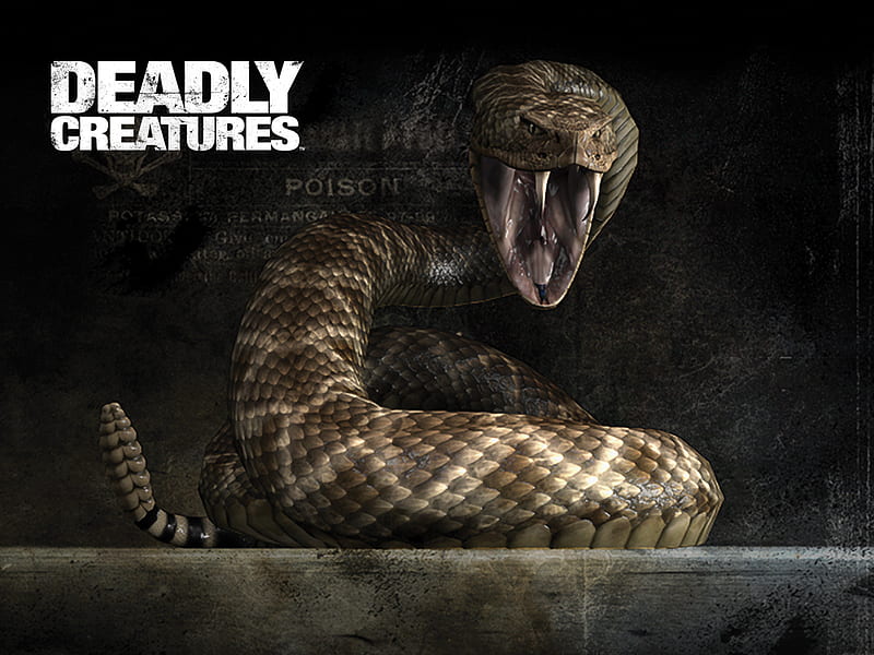 Deadly Creatures, game, rattle snake, deadly, creature, HD wallpaper